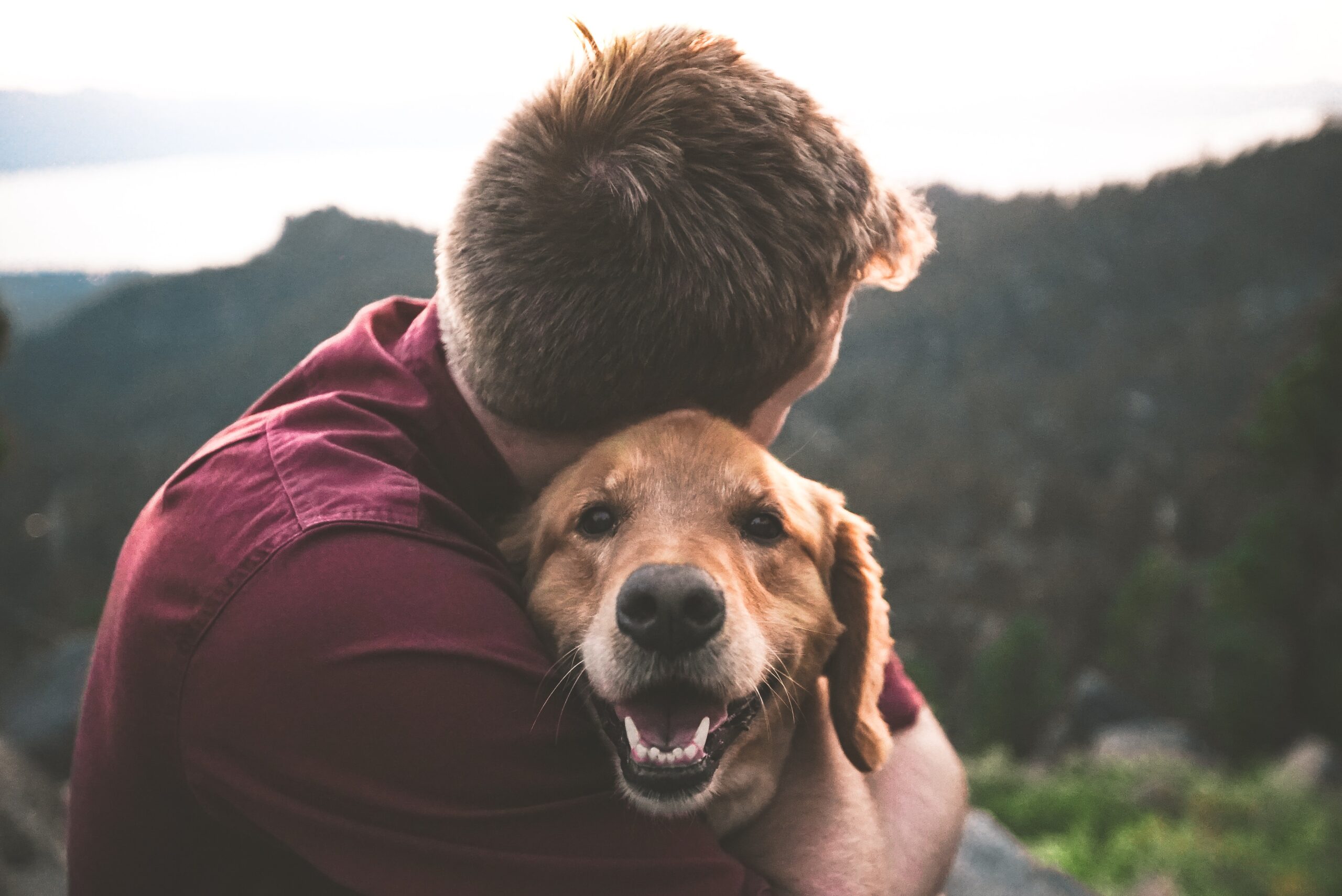 Seguro Animal Estimação | Certezza Seguros